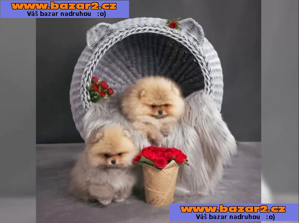 Německý špic trpasličí (Pomeranian) šťeňátka