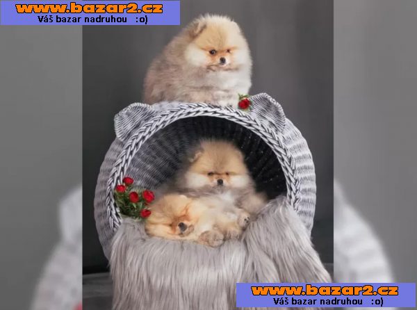 Německý špic trpasličí (Pomeranian) šťeňátka