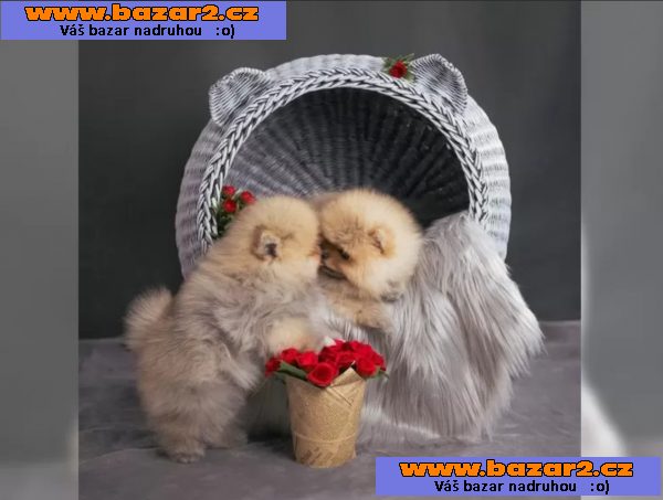 Německý špic trpasličí (Pomeranian) šťeňátka