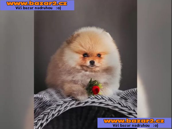 Německý špic trpasličí (Pomeranian) šťeňátka