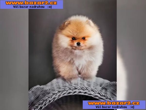Německý špic trpasličí (Pomeranian) šťeňátka