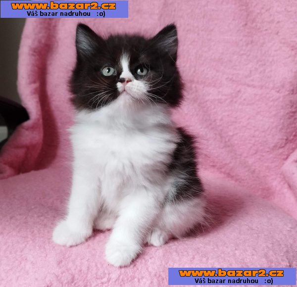 Sibiřská kočička Zorja