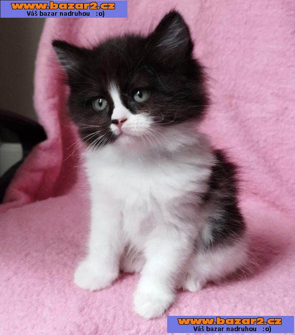 Sibiřská kočička Zorja