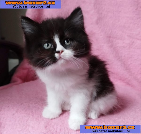 Sibiřská kočička Zorja