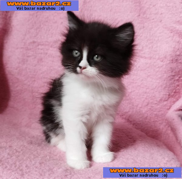 Sibiřská kočička Zorja