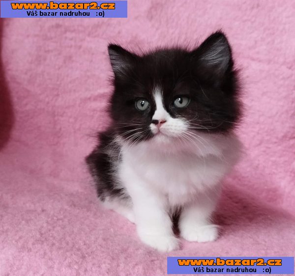 Sibiřská kočička Zorja