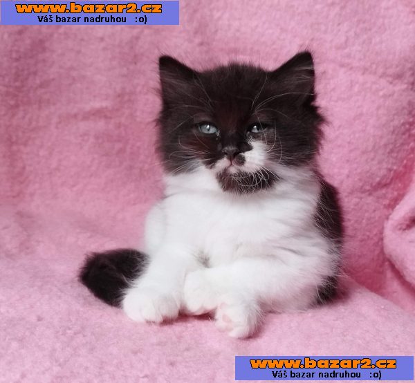 Sibiřský kocourek Zoran