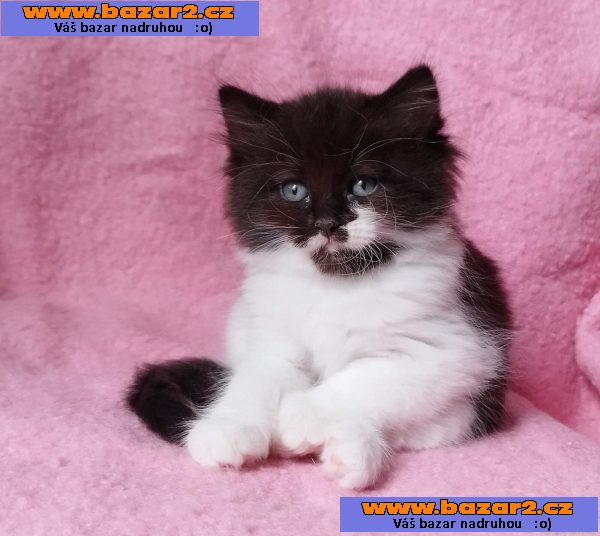 Sibiřský kocourek Zoran