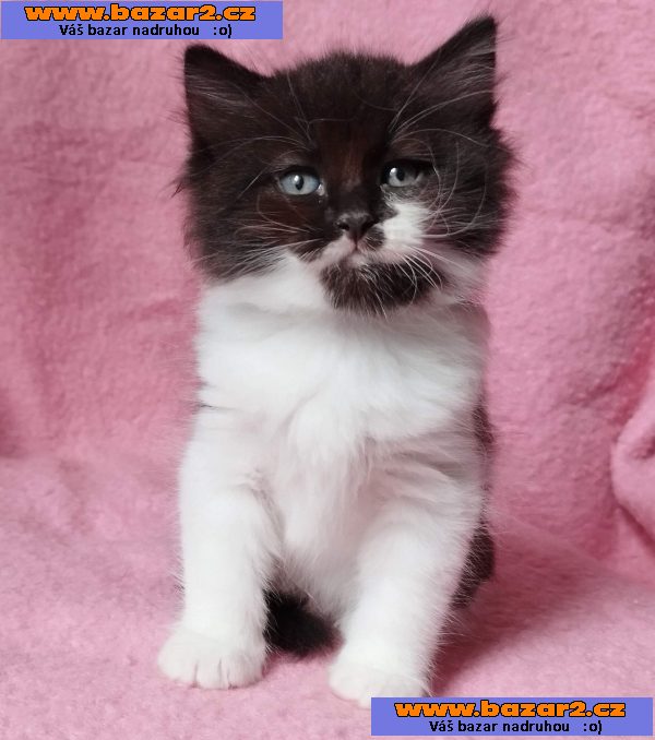 Sibiřský kocourek Zoran