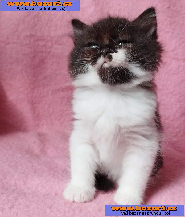 Sibiřský kocourek Zoran