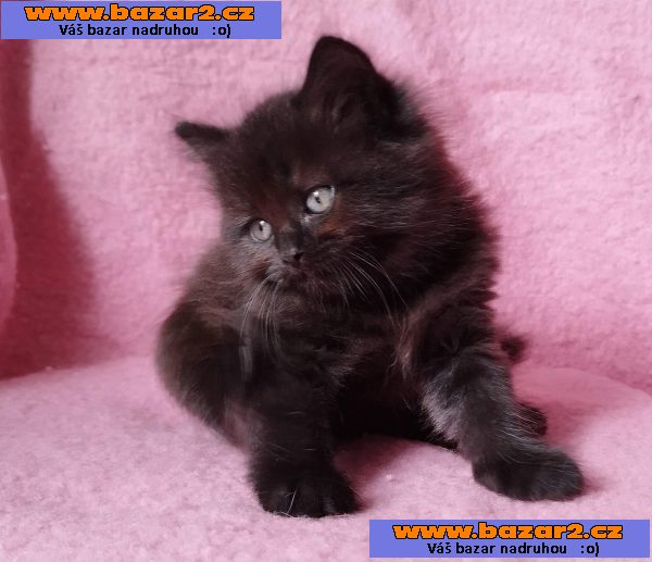 Sibiřský kocourek Zorro