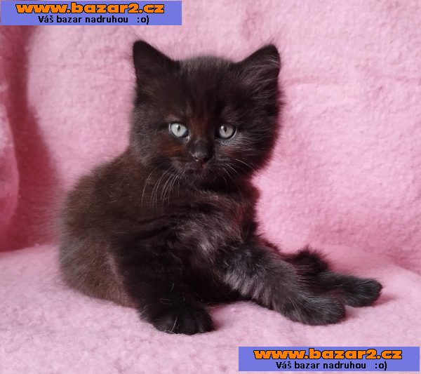 Sibiřský kocourek Zorro