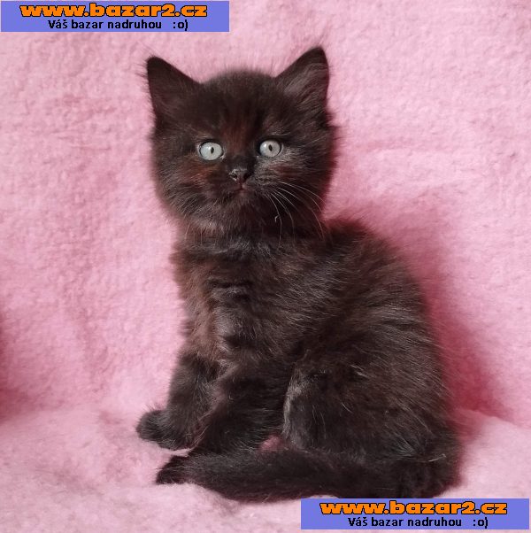 Sibiřský kocourek Zorro