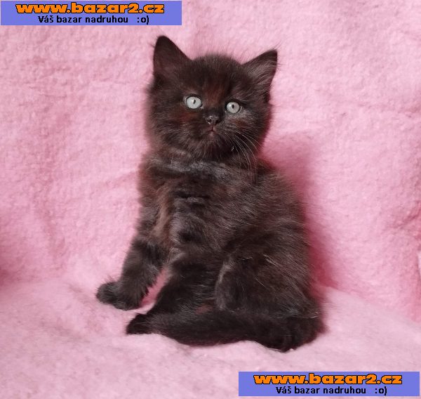 Sibiřský kocourek Zorro