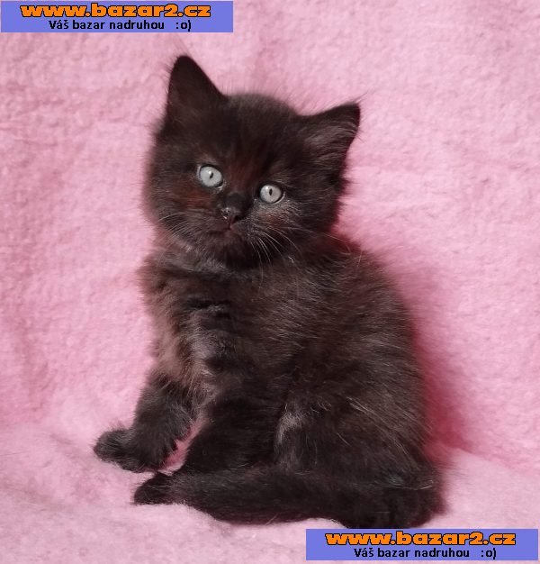 Sibiřský kocourek Zorro