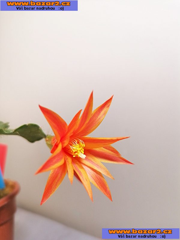 Schlumbergera - Velikonoční kaktus: Estrella D´alva (řízek)