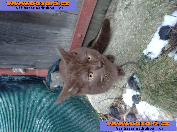 Unikátní čokoládový kocourek