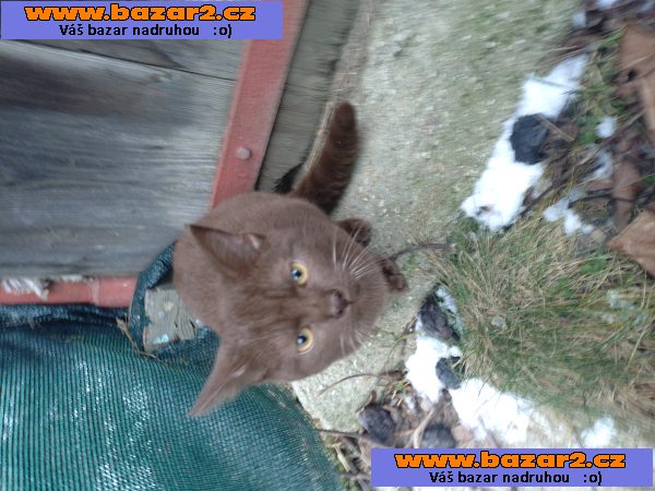 Unikátní čokoládový kocourek