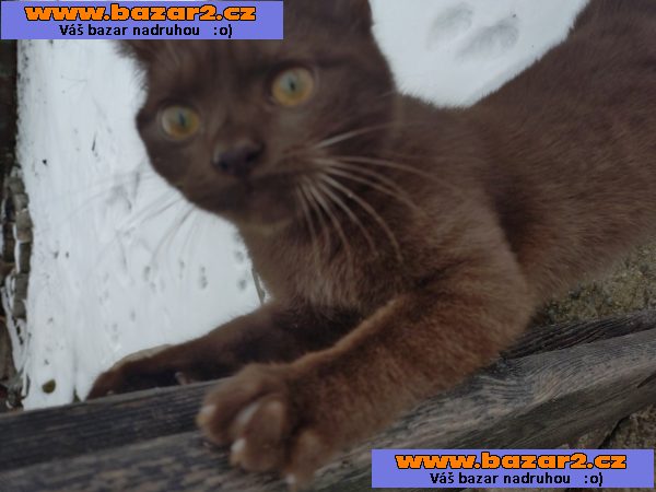 Unikátní čokoládový kocourek