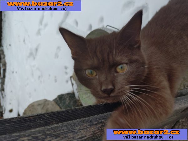 Unikátní čokoládový kocourek