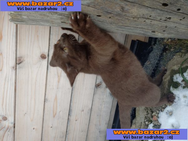 Unikátní čokoládový kocourek