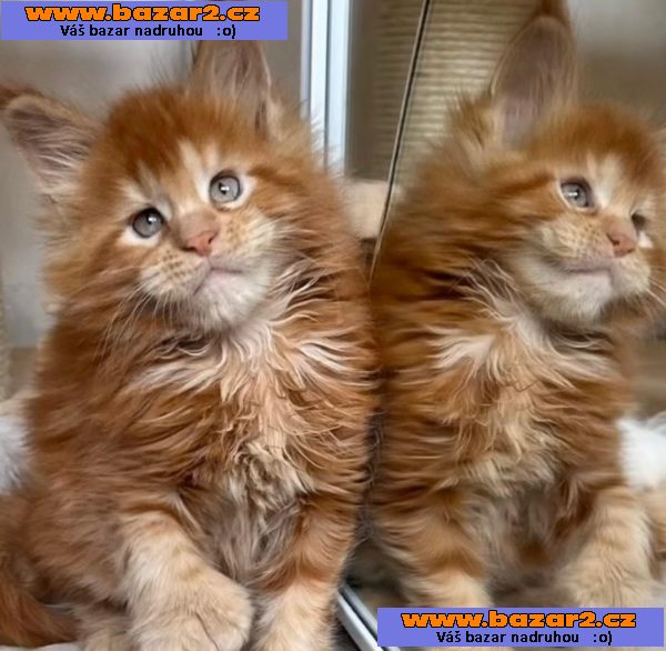 Krásné kotě Mainské mývalí s PP