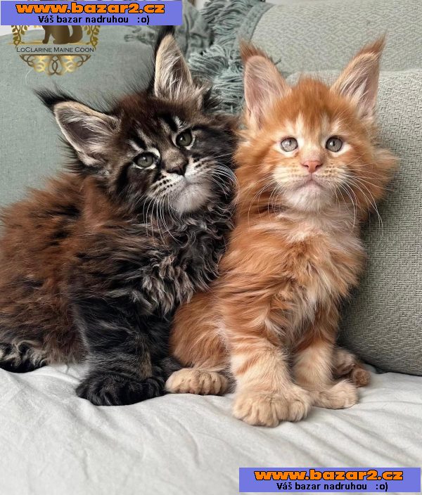 Krásné kotě Mainské mývalí s PP
