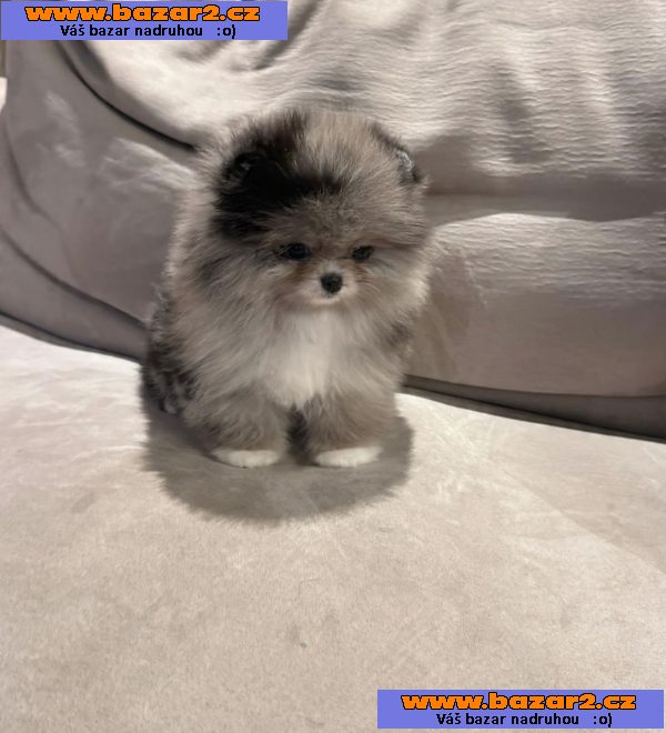 pomeranian na prodej-4, inzerce-cz.cz pomeranian na prodej