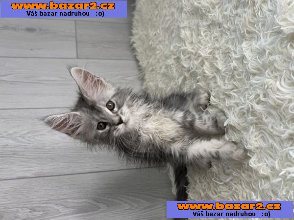 Krásná koťátka Maine Coon