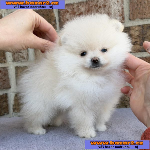 istokrevný pomeranian!-2, inzerce-cz.cz istokrevný pomeranian!