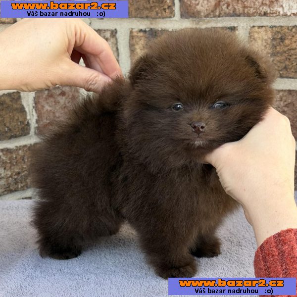 istokrevný pomeranian!-3, inzerce-cz.cz istokrevný pomeranian!