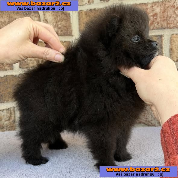 istokrevný pomeranian!-4, inzerce-cz.cz istokrevný pomeranian!