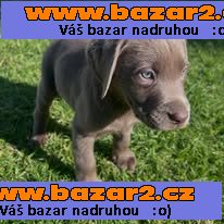 Nabízíme labradorského retrívra-2, inzerce-cz.cz Nabízíme labradorského retrívra