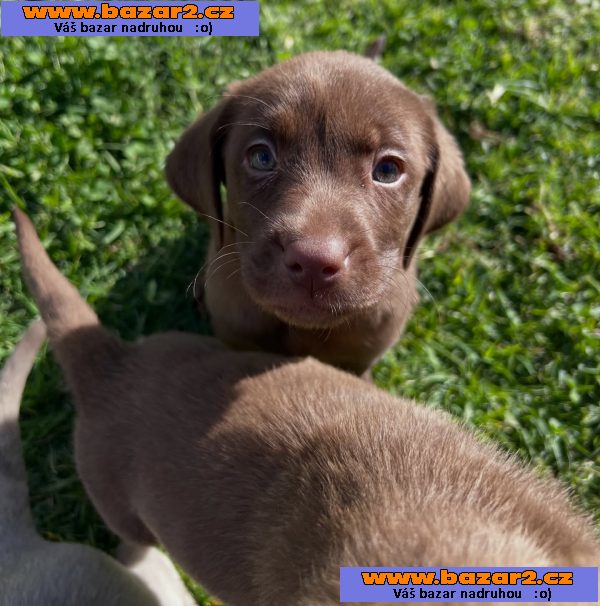 Nabízíme labradorského retrívra-3, inzerce-cz.cz Nabízíme labradorského retrívra