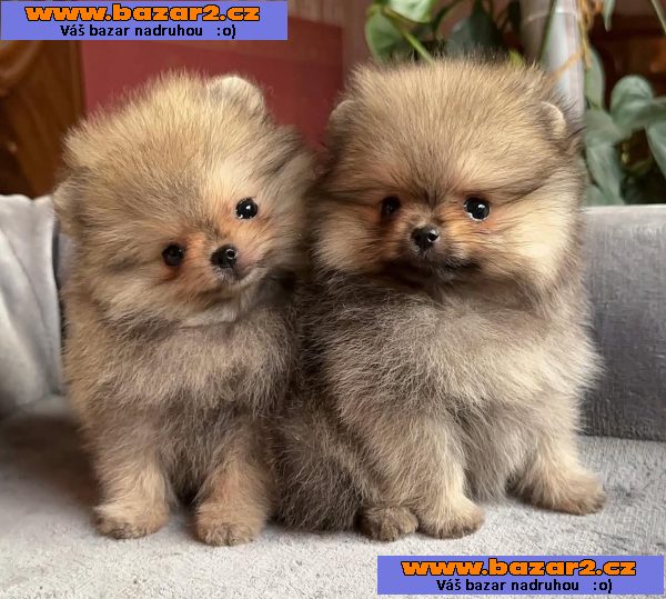 K dispozici Pomeranian-2, inzerce-cz.cz K dispozici Pomeranian