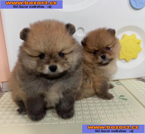 K dispozici Pomeranian-3, inzerce-cz.cz K dispozici Pomeranian