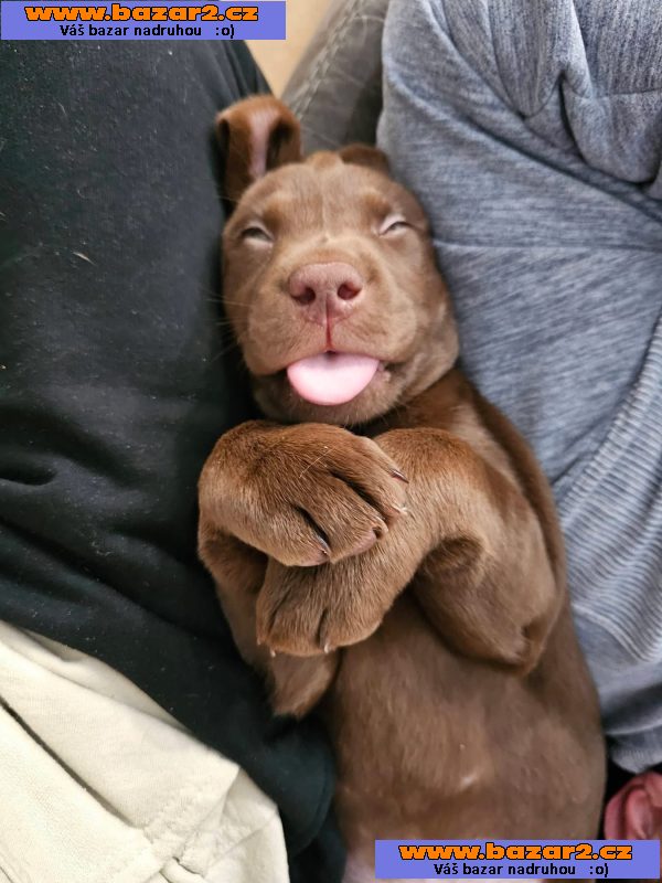 Nabízíme k prodeji labradorského retrívra-2, inzerce-cz.cz Nabízíme k prodeji labradorského retrívra