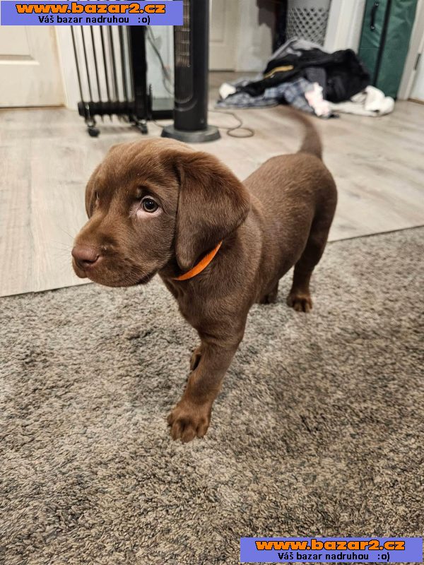 Nabízíme k prodeji labradorského retrívra-3, inzerce-cz.cz Nabízíme k prodeji labradorského retrívra