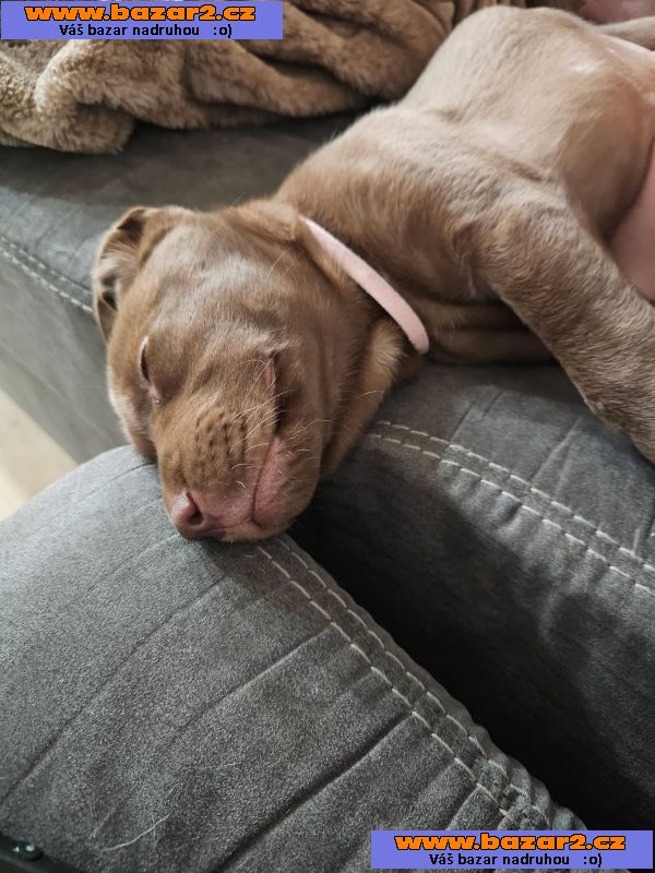 Nabízíme k prodeji labradorského retrívra-4, inzerce-cz.cz Nabízíme k prodeji labradorského retrívra