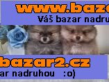 k dispozici Pomeraniana-2, inzerce-cz.cz k dispozici Pomeraniana