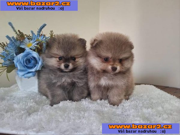 k dispozici Pomeraniana-3, inzerce-cz.cz k dispozici Pomeraniana