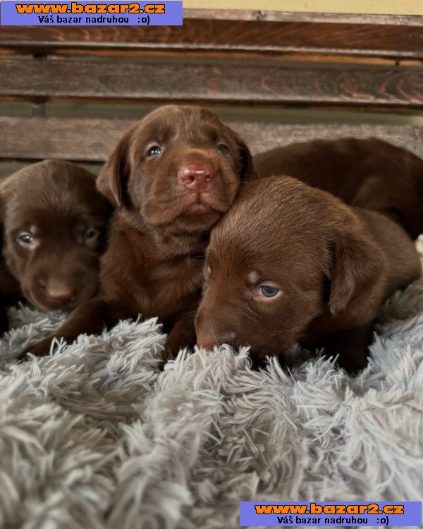 Labradorský retrívr na prodej