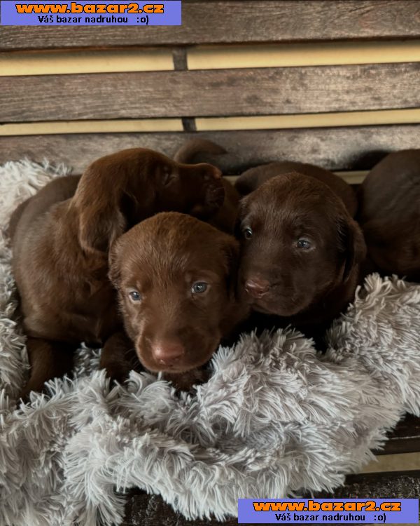 Labradorský retrívr na prodej