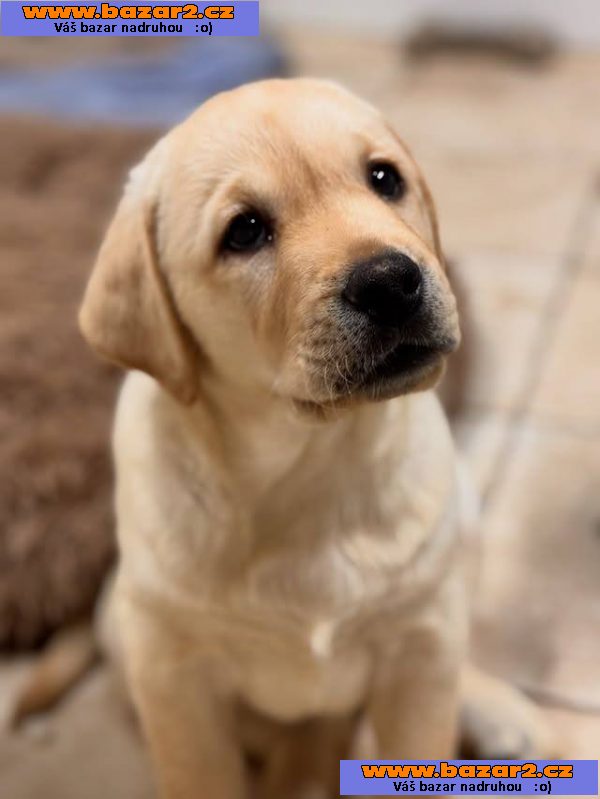 Labradorský retrívr Na prodej