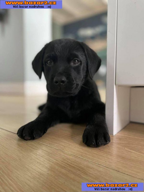 Labradorský retrívr Na prodej