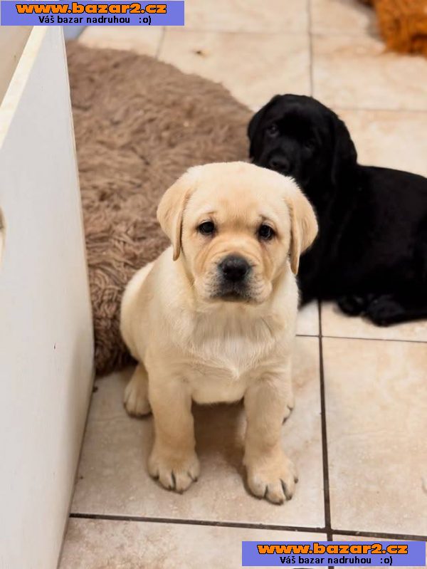Labradorský retrívr Na prodej