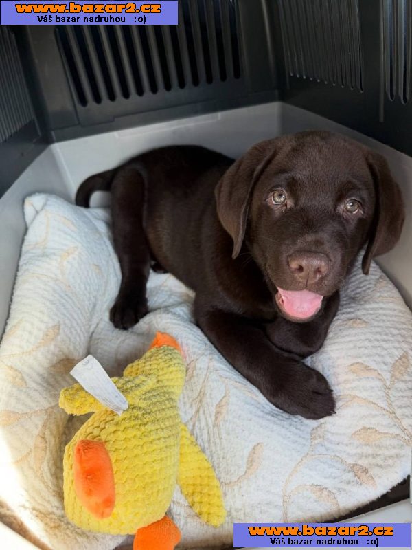 Labradorský retrívr Na prodej