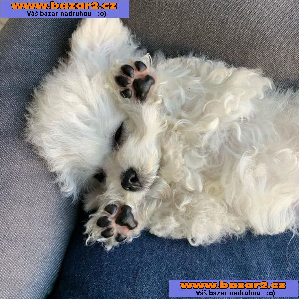 Máme na prodej bišonka frise