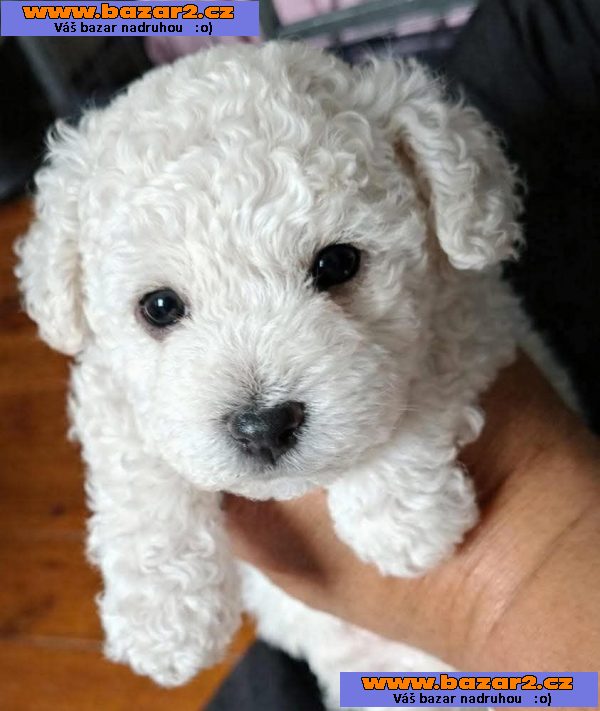 Máme na prodej bišonka frise