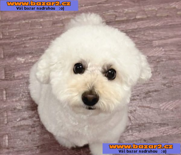 Máme na prodej bišonka frise